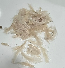 KAPİÇİNO TÜY 10/15 CM 100 ADT