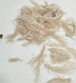 KAPİÇİNO TÜY 10/15 CM 100 ADT